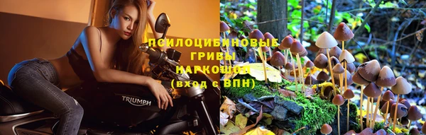 гашик Алексин